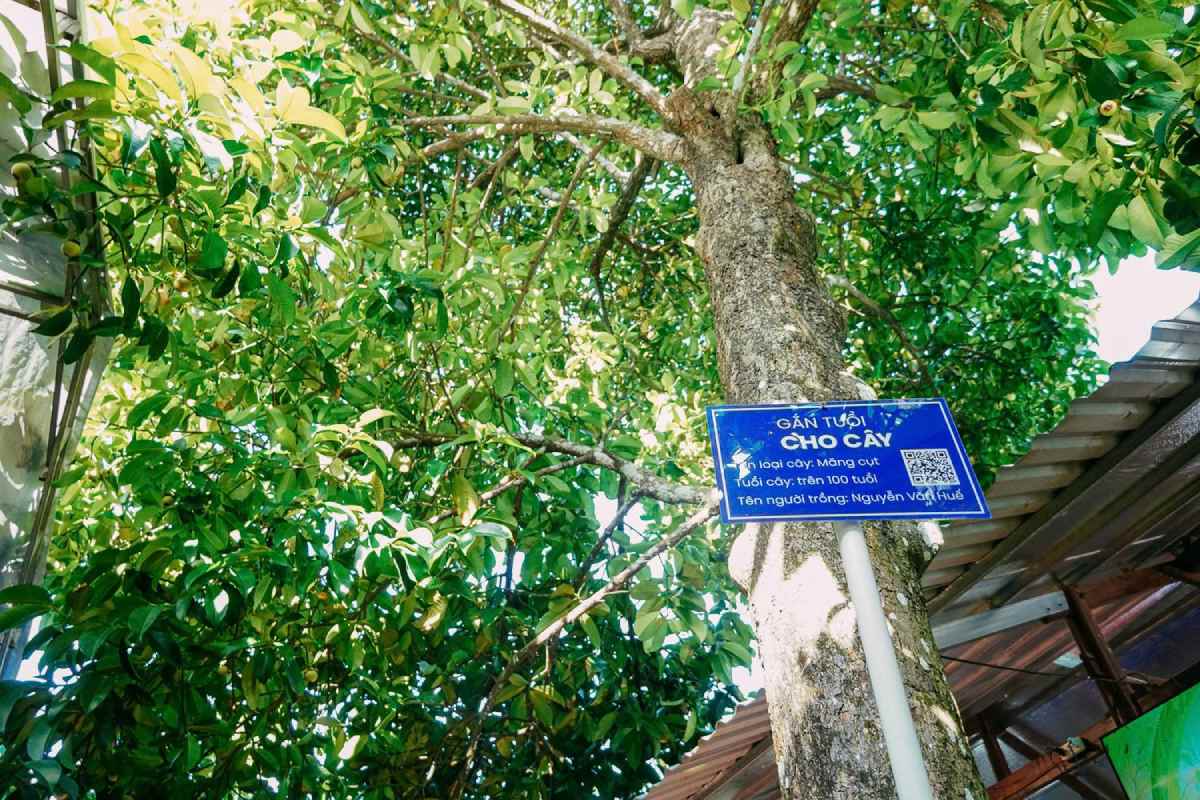 Chủ khu vườn vừa triển khai “Gắn tuổi cho cây” bằng mã QR để giới thiệu về lịch sử cây măng cụt hơn trăm tuổi. Ảnh: Tạ Quang