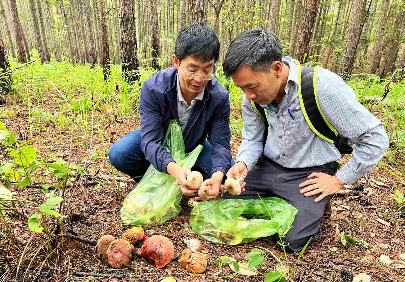 Tiến sĩ nấm học Trương Bình Nguyên, giảng viên Trường Đại học Đà Lạt (bìa phải) khuyến cáo người dân, du khách cần trang bị kiến thức khi tham gia hái nấm để bảo đảm an toàn. Ảnh: Phúc Khánh