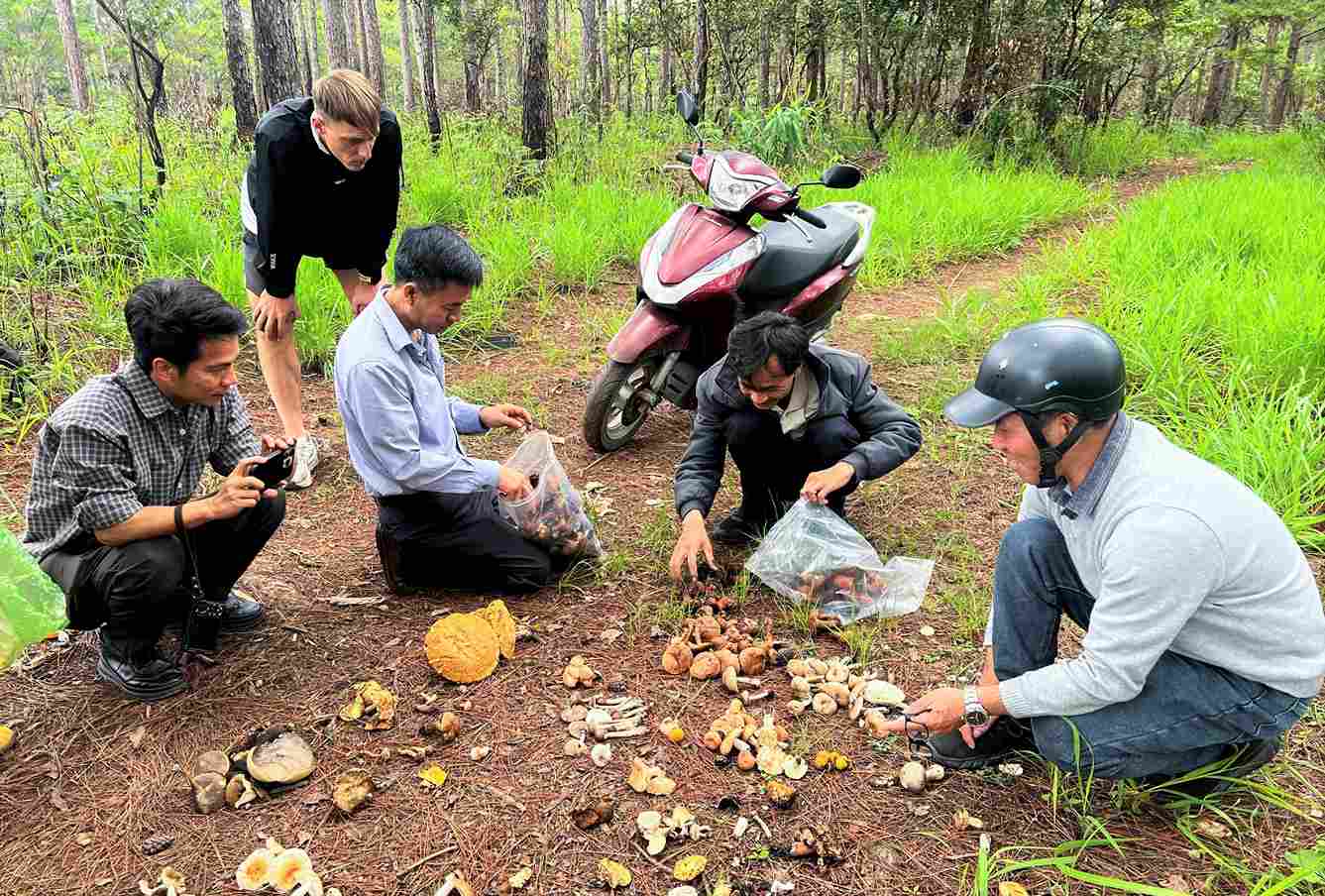 Người dân, du khách cùng tham gia trải nghiệm hái nấm dưới tán rừng thông Đà Lạt. Ảnh: Phúc Khánh