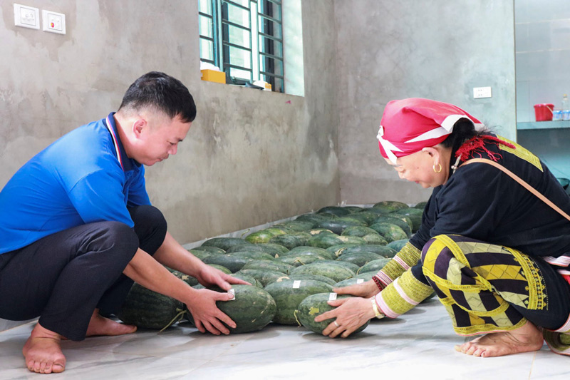 Mỗi vụ thu hoạch không chỉ mang về nguồn thu nhập ổn định mà còn mở ra hướng sản xuất bền vững trên đất. Ảnh: Quang Phấn