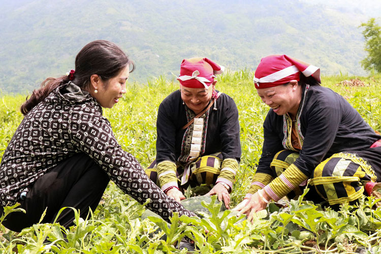 Cây dưa hấu phát triển ổn định trên ruộng đồng ở Bát Xát, đem lại nguồn thu nhập cho người dân. Ảnh: Quang Phấn