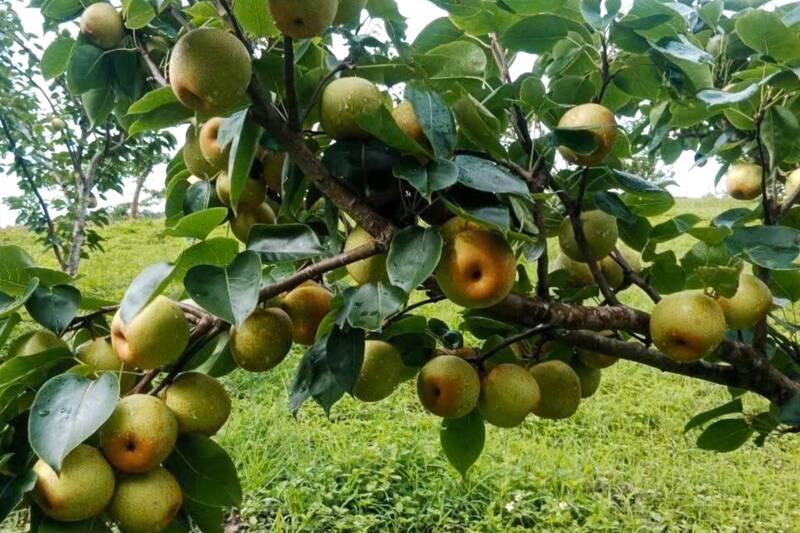 Người dân xã Phiêng Khoài, tỉnh Sơn La thu hái lê Tai Nung (VH6). Ảnh: Bảo Nguyên