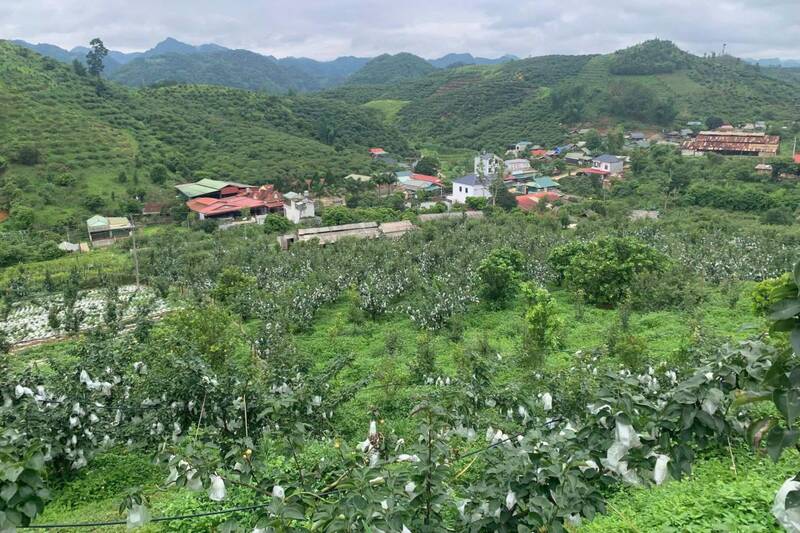 Tai Nung pear growing area (VH6) in Phieng Khoai commune, Son La province at harvest time. Photo: Bao Nguyen