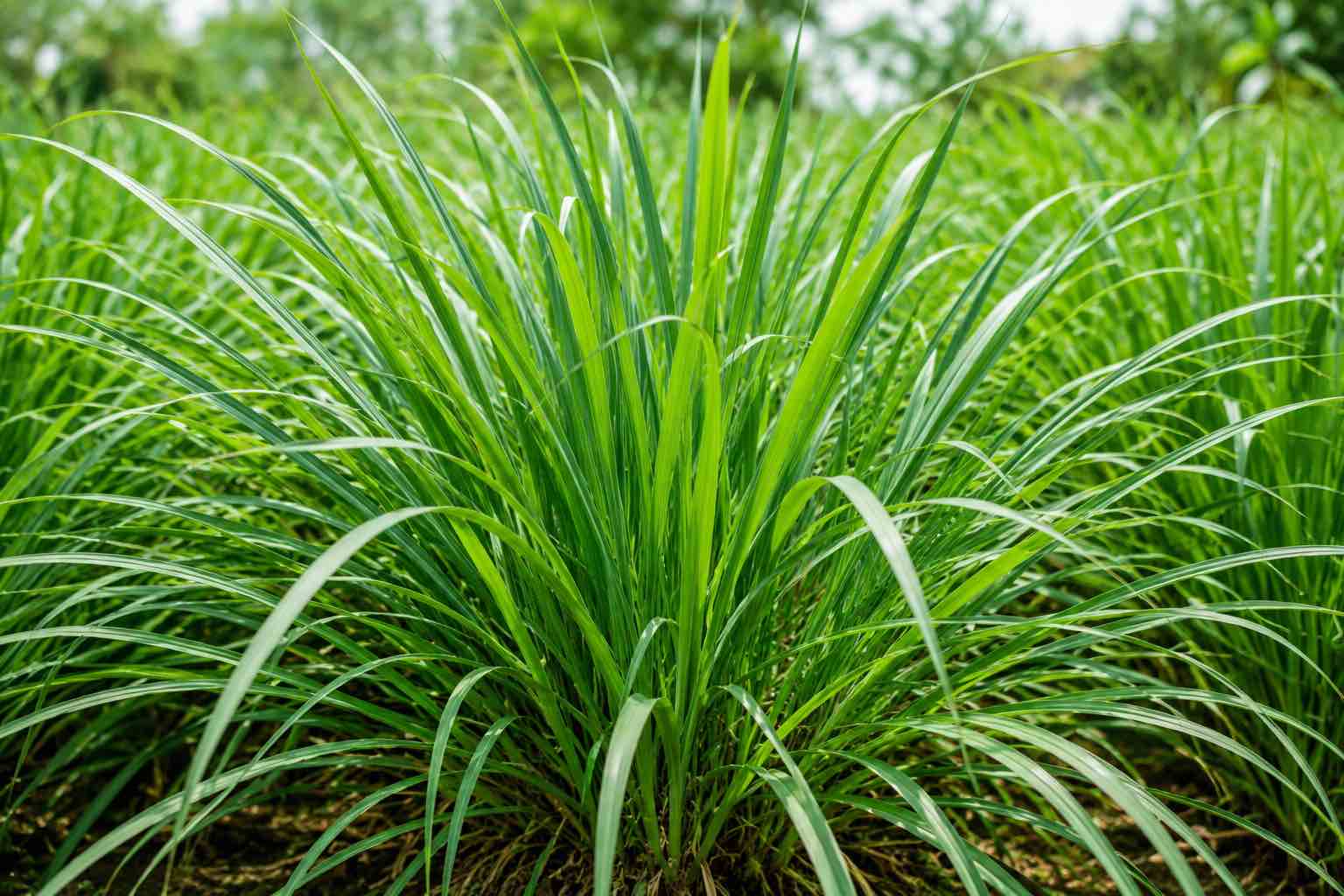 Lemongrass helps support liver function. Graphics: Vy Vy