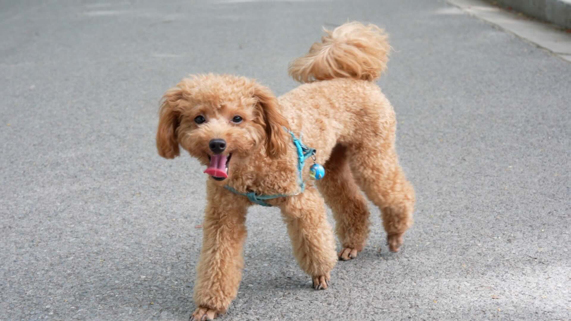 Increasing penalties, people expect to end the scene of stray dogs in public places