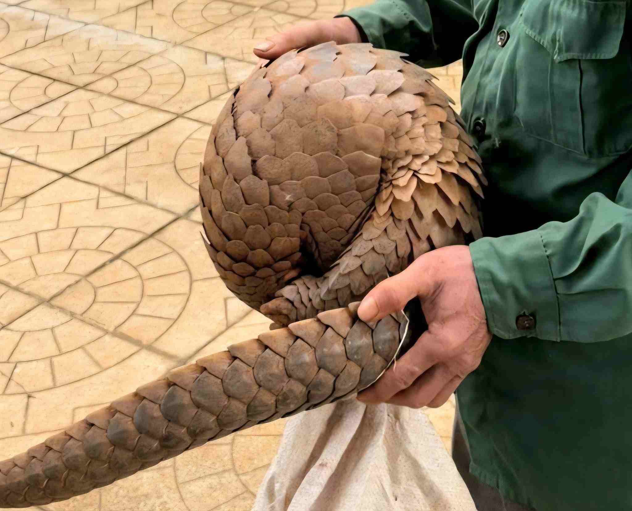 Java pangolin discovered by people while working in the fields. Photo: Tho Son Commune People's Committee