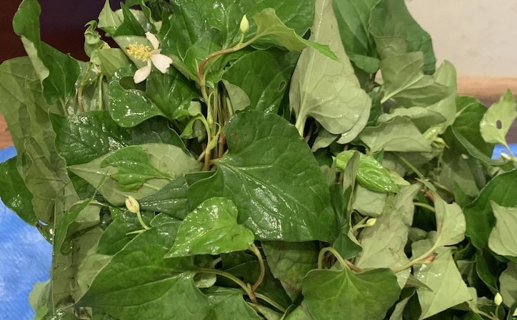 Fish mint is one of the vegetables that housewives should add to their family's diet to cool their liver in hot weather. Photo: Kieu Vu