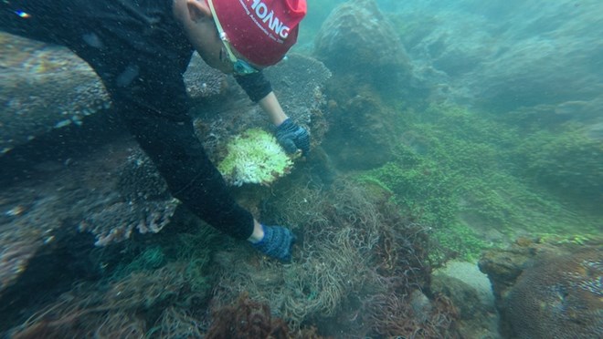 Volunteers dive to pick up trash, protect coral and marine ecosystems in the Hon Sup area (Son Tra peninsula). Photo: BQL