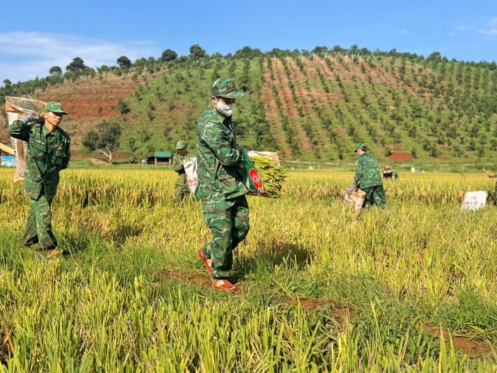 Bộ đội Biên phòng giúp người dân giảm chi phí thuê nhân công. Ảnh: Văn Hoàn