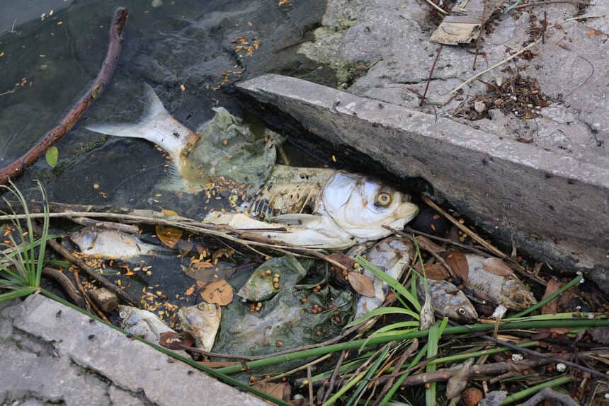 Dead fish smells foul in Thong Nhat Park