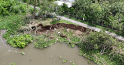 Many locations on the Con Sung dyke line have landslides, affecting the fruit tree area along the river. Photo: Hoang Loc