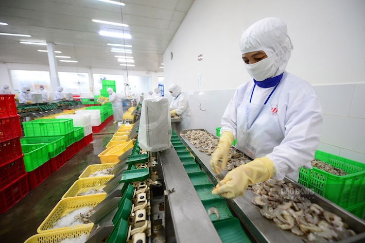 Xuất khẩu thủy sản hướng tới đạt trên 12 tỉ USD trong năm 2026. Ảnh: Hải Nguyễn.