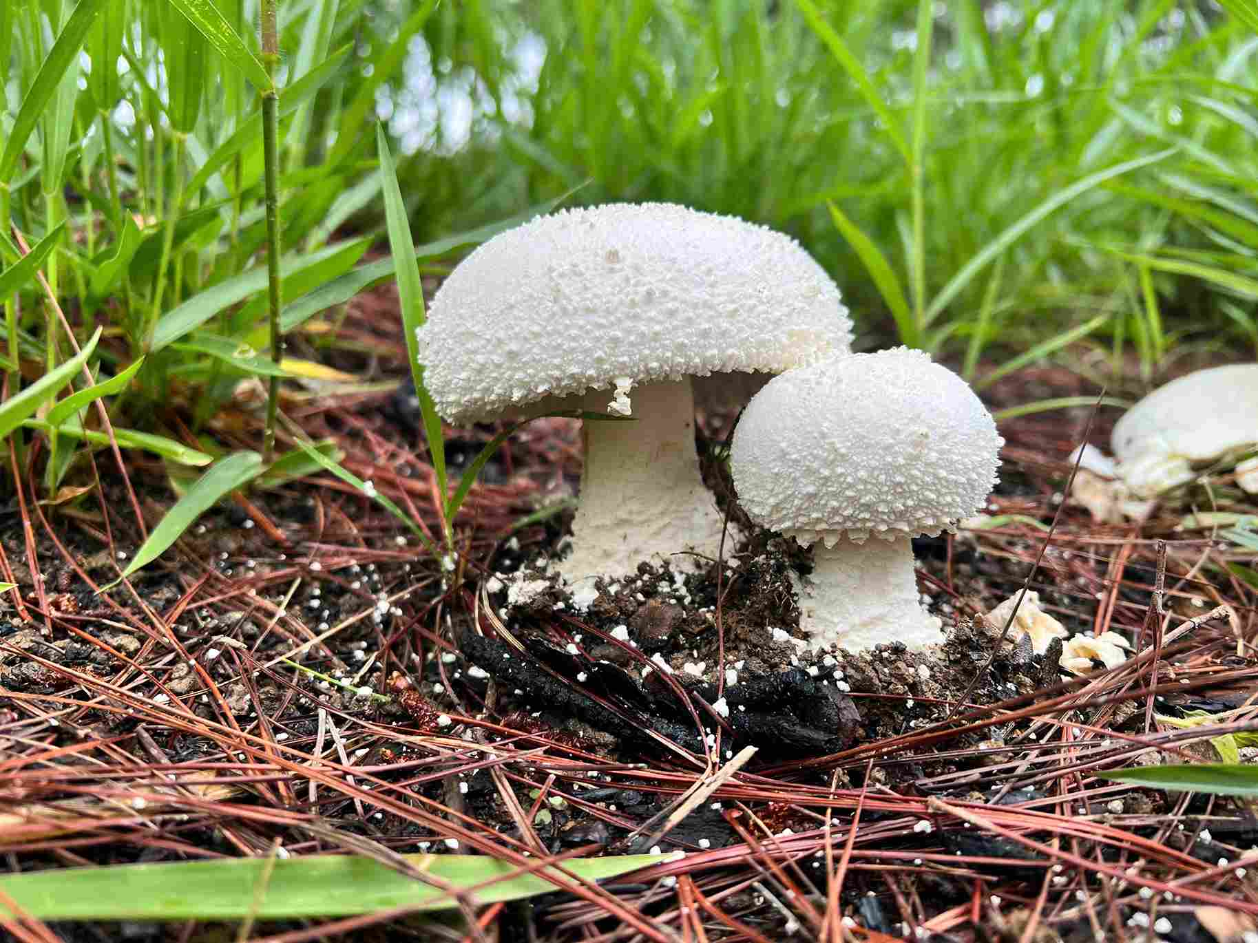 A venomous mushroom growing in large numbers in the Da Lat pine forest. Photo: Phuc Khanh