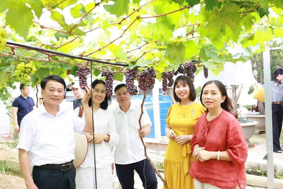 Các thành viên đoàn khảo sát tham quan mô hình trồng nho tại xã Quan Thành. Ảnh: Ngọc Anh