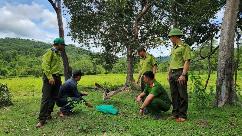 Releasing wild animals to Kon Ka Kinh garden. Photo: THANH TUAN