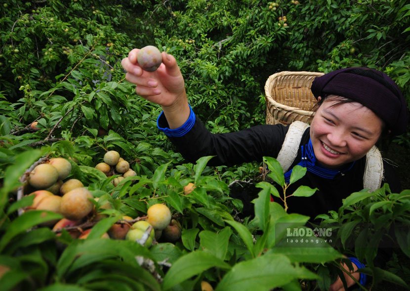 In mid-June, right during the summer vacation, it is also the time when Bac Ha plums ripen. Photo: Dai Long