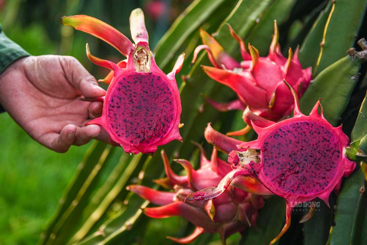 Dragon fruit contains antioxidants, which are beneficial for people with high uric acid. Photo: Hai Nguyen