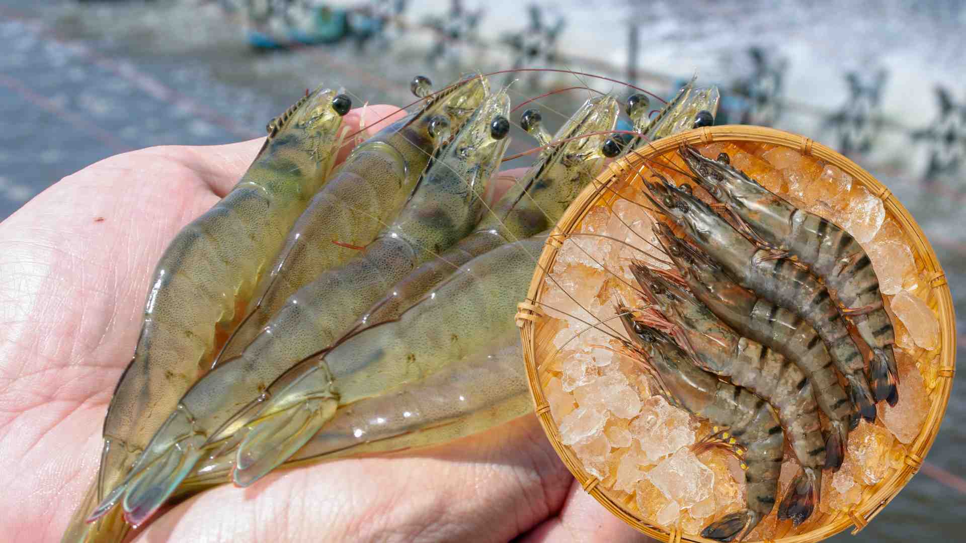 Steam or boil shrimp for a short time instead of frying in high-temperature oil. Graphic photo: Huong Son