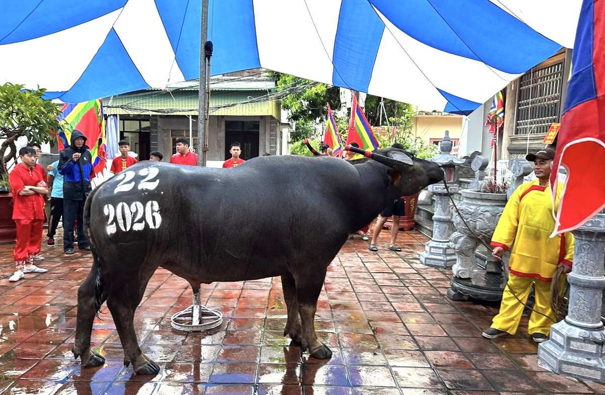 Spiritual ritual at the Do Son buffalo fighting festival. Photo: Do Son Ward, Hai Phong