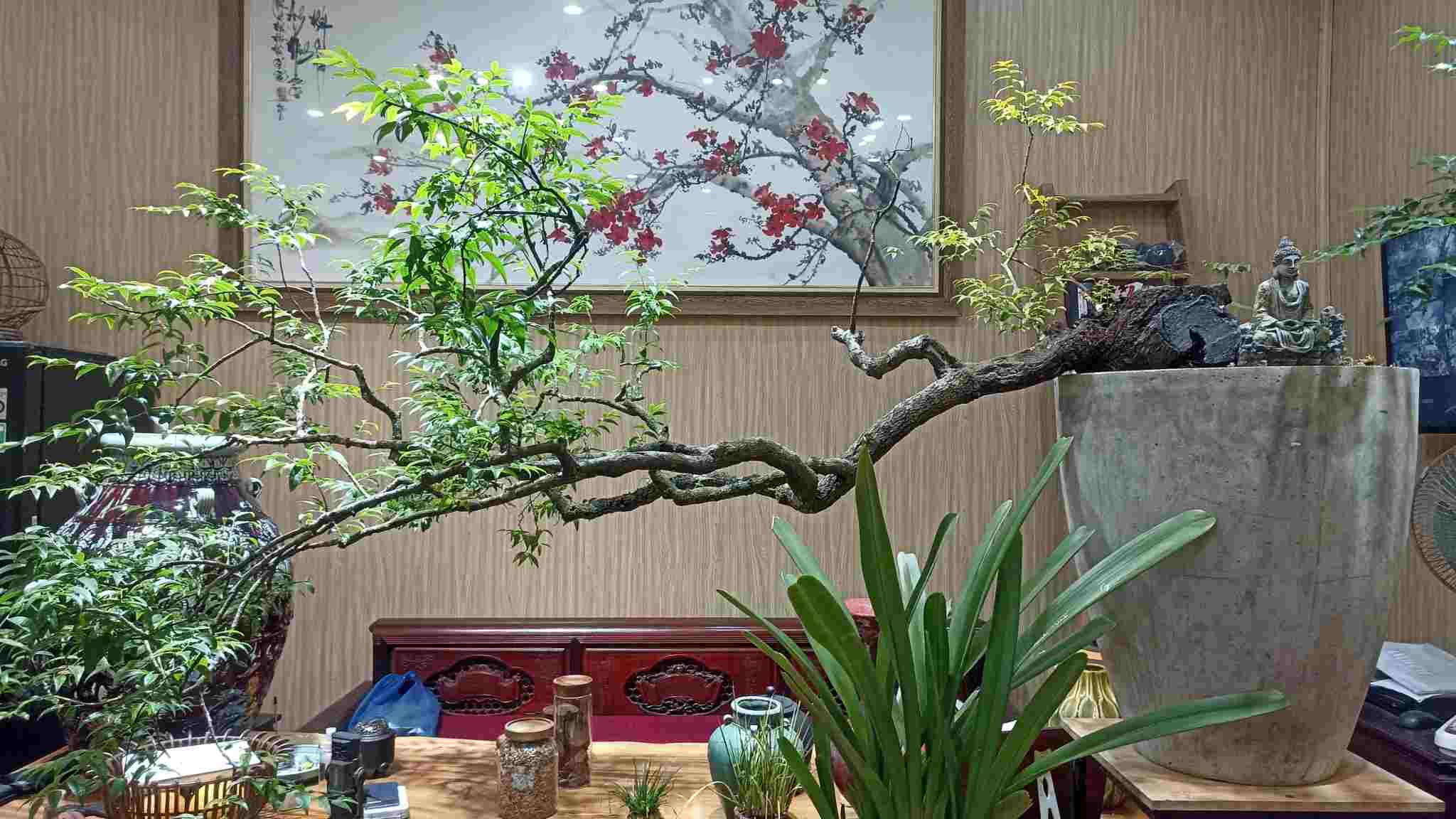 Việc khai thác cây muội hồng về làm cảnh đã thành trào lưu thời gian qua. Ảnh: Diệu Anh