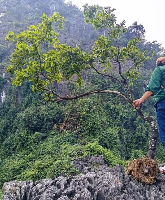Khai thác cây muội hồng trên vùng núi Thanh Hóa. Ảnh: Quỳnh Trâm