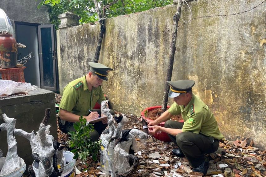 Thanh Hoa forest rangers seize rosewood trees after handling cases of illegal transportation and storage. Photo: Dang Trung