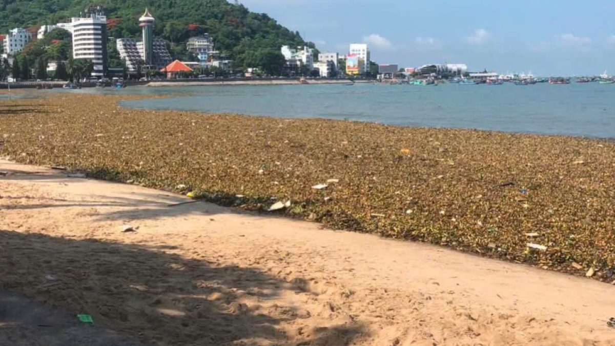 Lục bình tiếp tục dạt lượng lớn vào bãi tắm ở Vũng Tàu trong những ngày giữa tháng 6. Ảnh: Thành An