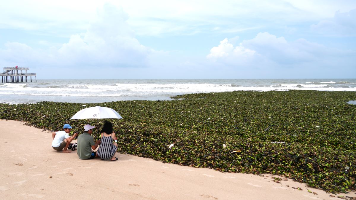 De grandes quantités de jacinthes d'eau et de déchets découpés se sont déversées sur la plage de Ho Tram le 5 juin. Photo: Thanh An