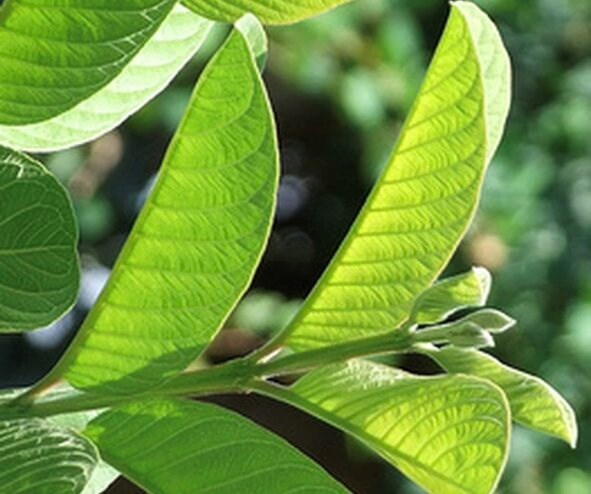 Guava leaves contain many antioxidants, which are beneficial for people with high uric acid. Photo: Kieu Vu