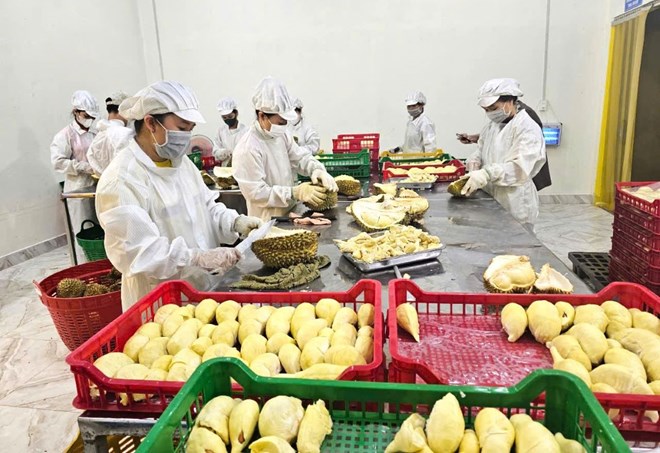Many businesses in Dak Lak province are in need of credit loans to develop production and business activities. Photo: Bao Trung