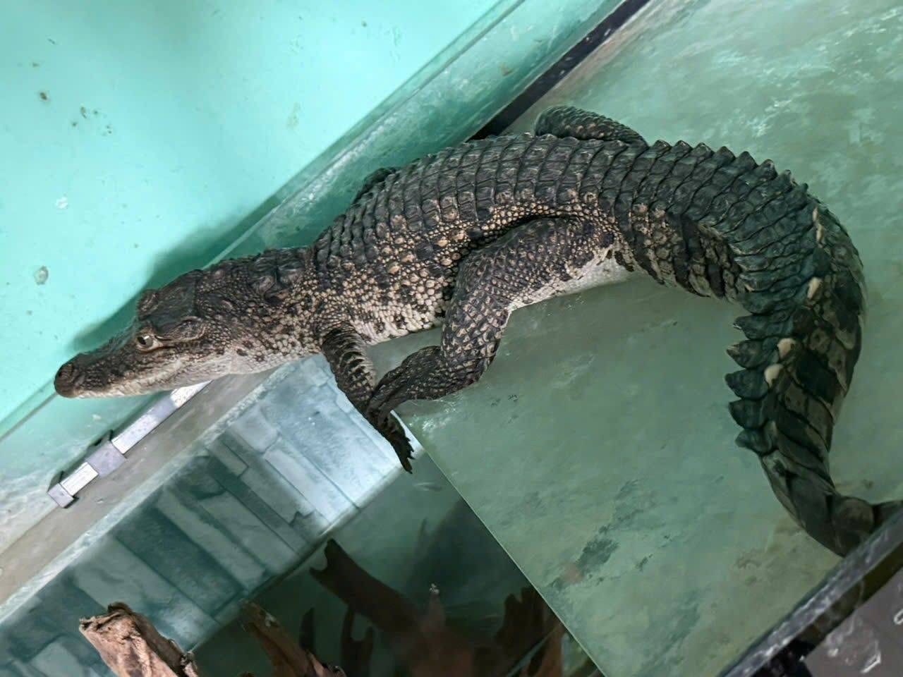 Crocodile individual handed over by people. Photo: Quang An.