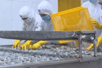 Agriculture, forestry and fishery maintain growth momentum, ensuring food security