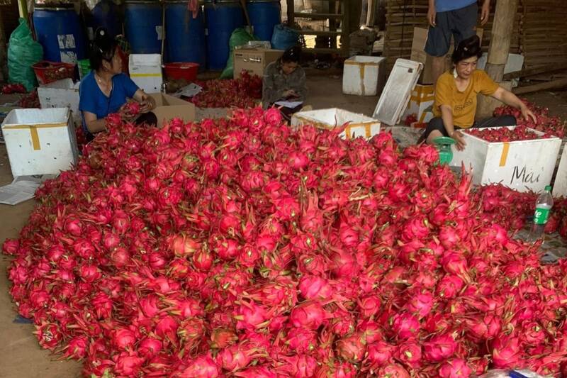 Người dân xã Tà Hộc, tỉnh Sơn La phân loại và đóng gói thanh long. Ảnh: Trường Sơn