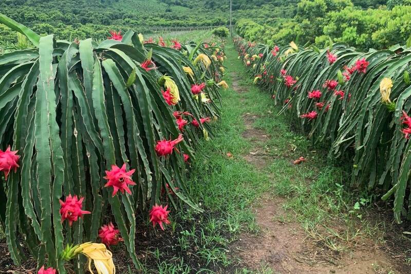 Red flesh dragon fruit garden in Chieng Mung commune, Son La province is entering the peak ripening season. Photo: Truong Son