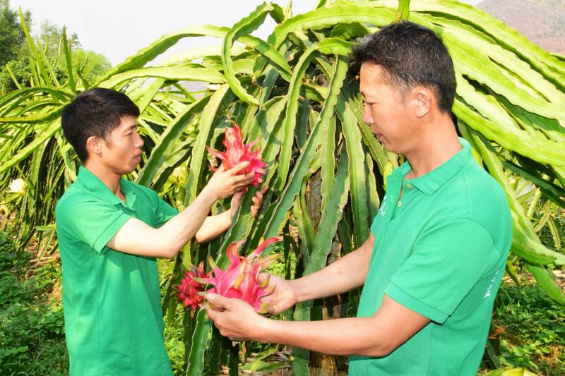 Thành viên HTX Nông nghiệp An Phú, phường Chiềng An kiểm tra thanh long ruột đỏ trước khi xuất bán. Ảnh: Trường Sơn