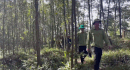 Resolutely cut down crops that violate regulations on natural forest land in Quang Tri. Photo: Thanh Trung