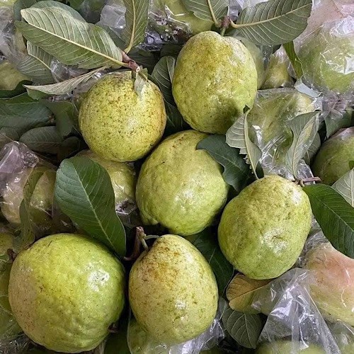 The vitamin C content in guava is more than 4 times higher than in oranges. Photo: Quang Minh.