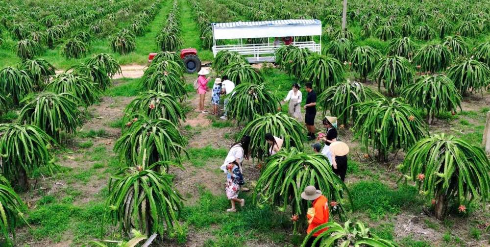 Du lịch tại vườn thanh long cũng là một sản phẩm du lịch mới. Ảnh: Duy Tuấn 