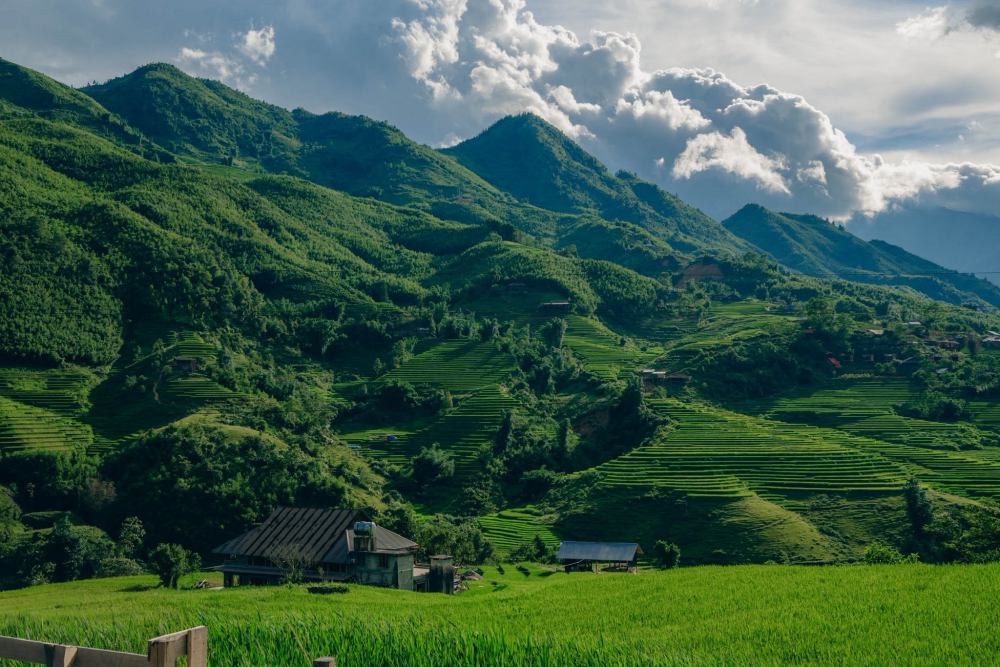 Không gian xanh biếc của cánh đồng Tả Van sắp vào mùa lúa chín. Ảnh: Duy Mạnh.