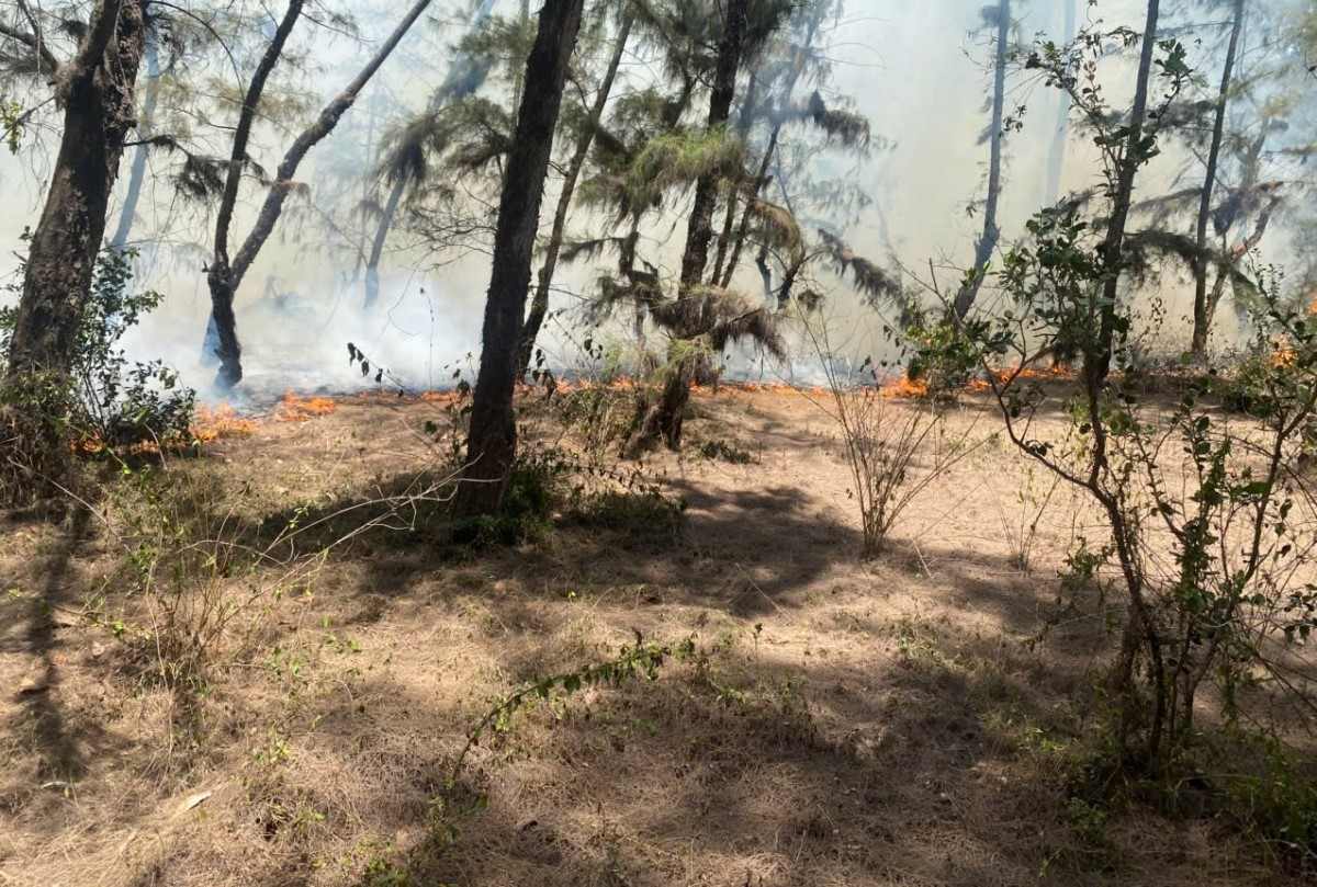 The fire caused damage to about 5.2ha of casuarina forest in Mo Cay commune, Quang Ngai province. Photo: Dong Giang
