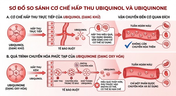 Q10 dạng khử (Ubiquinol) thẩm thấu trực tiếp vào tế bào mà không cần qua bước chuyển hóa.Nguồn: AFC