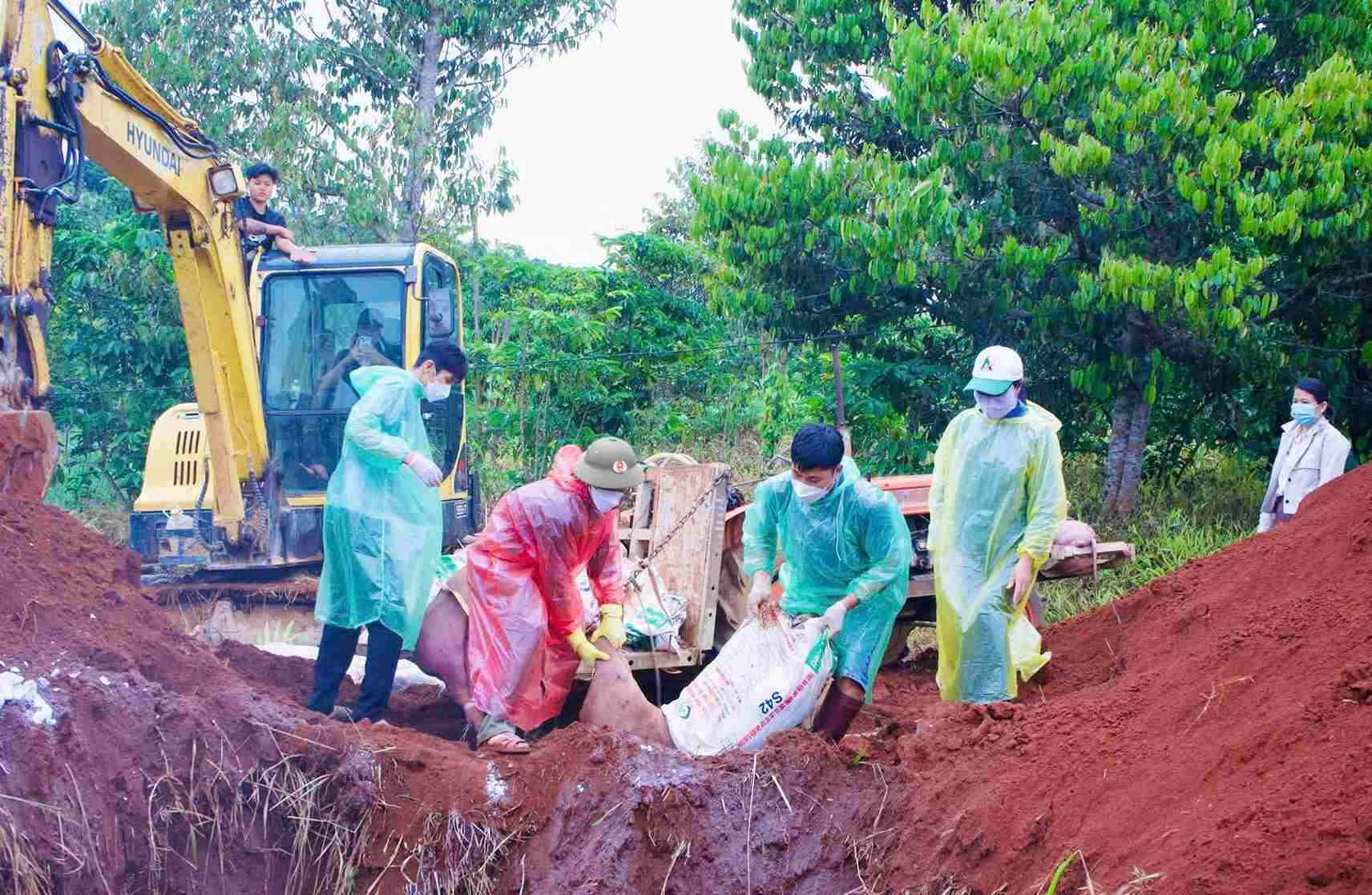 Functional agencies destroy a herd of 40 sick pigs in Dong Gia Nghia ward. Photo: Hai Duong