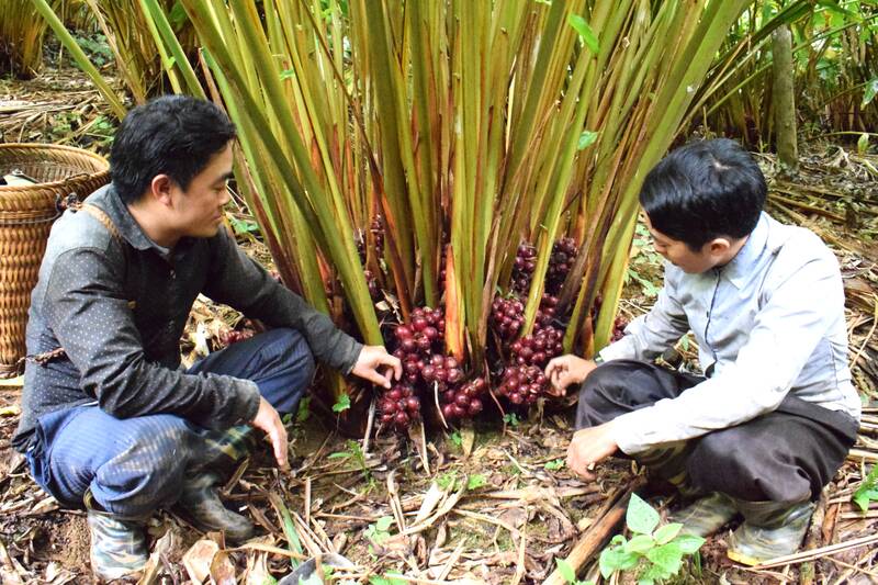 Trồng thảo quả dưới tán rừng vừa tăng thu nhập vừa nâng cao ý thức bảo vệ rừng. Ảnh: Trường Sơn