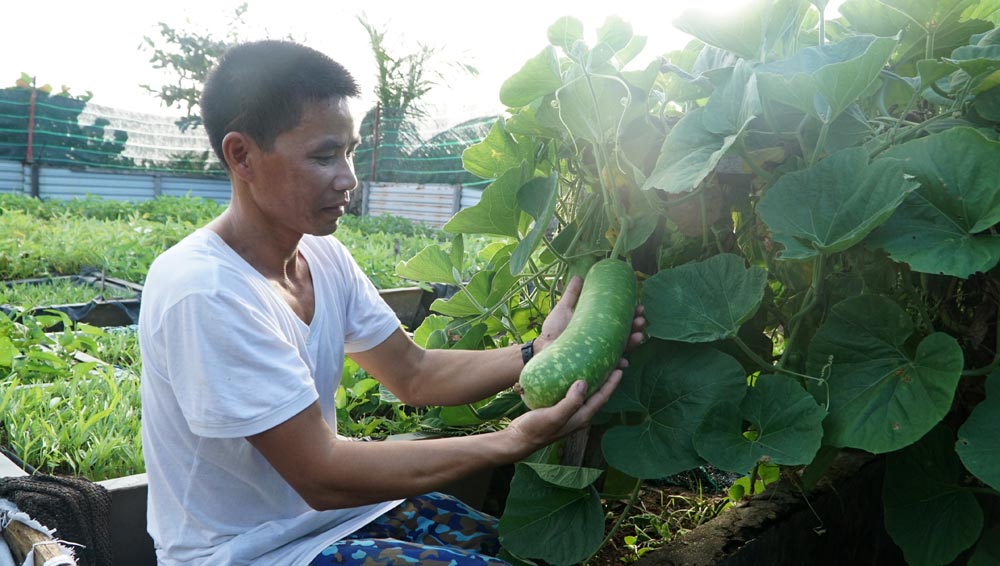 Những cây bầu được trồng trên đảo Trường Sa Đông. Ảnh: CAO TUÂN