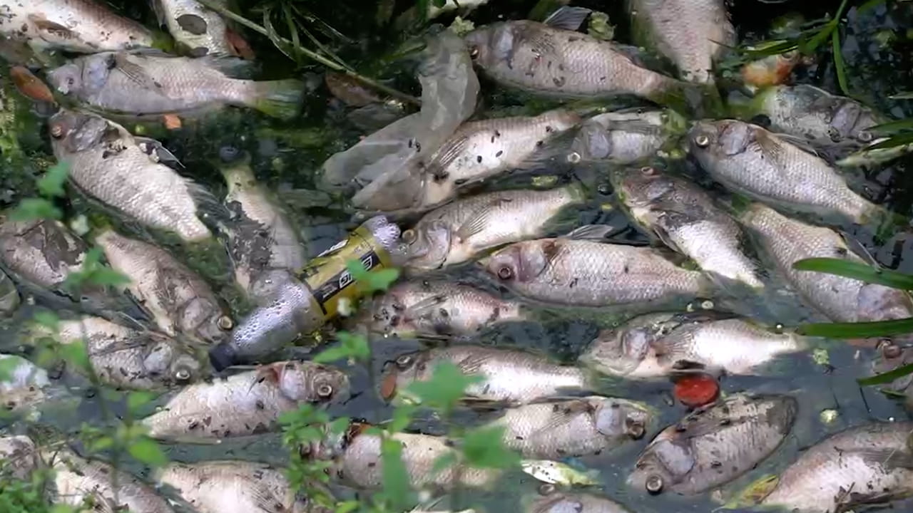 Fish die white in Nghia Do Park lake for 2 days