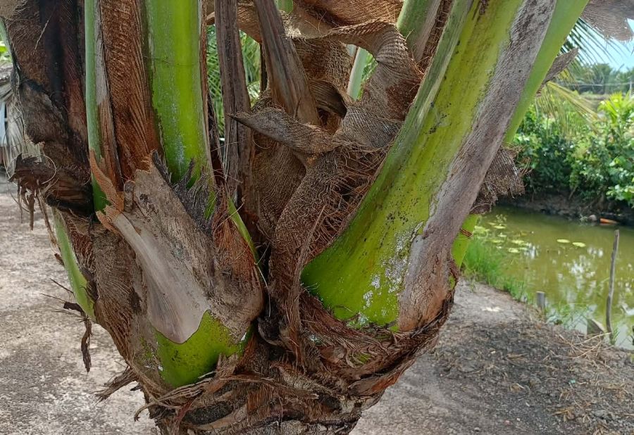 Mr. Huynh Van Hai's unique coconut tree develops into 4 branches on the same tree trunk. Photo: Character provided