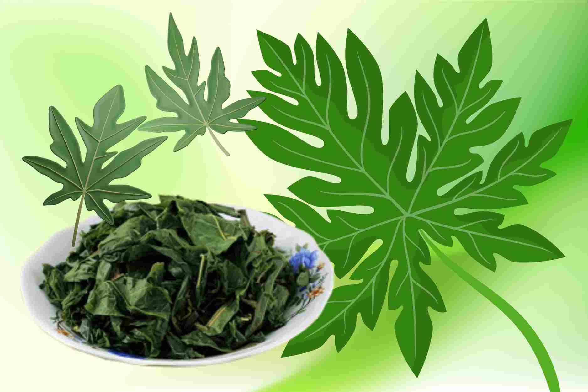 How to prepare boiled papaya leaves to retain all nutrients