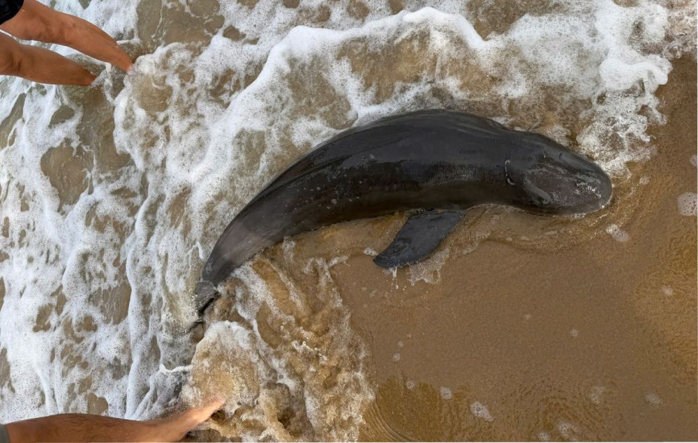 Strange fish washed ashore in Phu Quoc. Photo: People provided