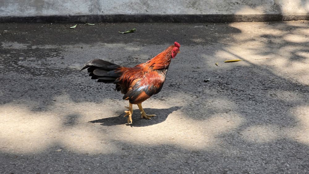 Some basic notes that housewives need to refer to when raising chickens at home. Photo: Tuan Dat