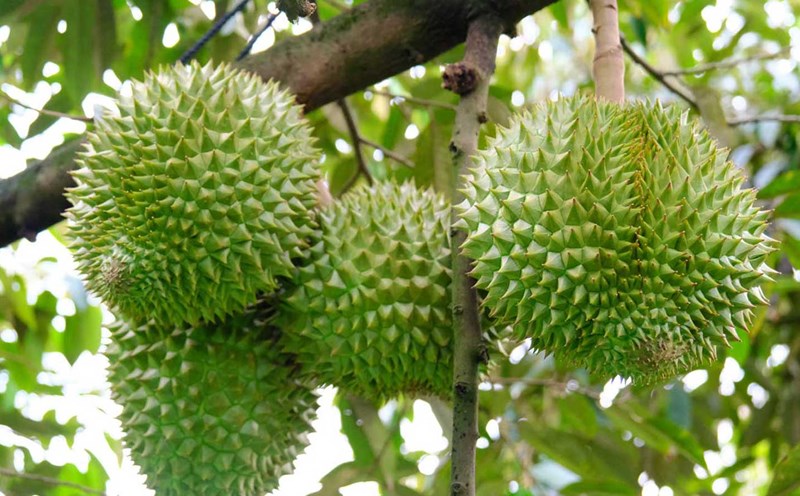 Sầu riêng tại vùng Đồng bằng sông Cửu Long. Ảnh: Phong Linh